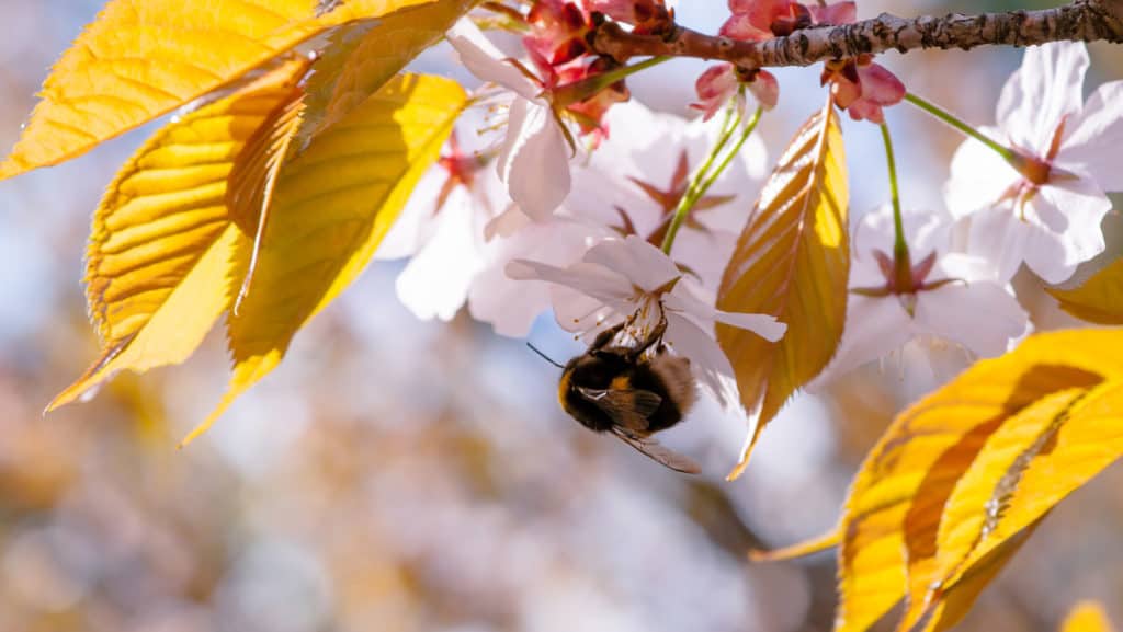 Bumble-bee-on-chery-blossom-marketing-user experience-sales funnel