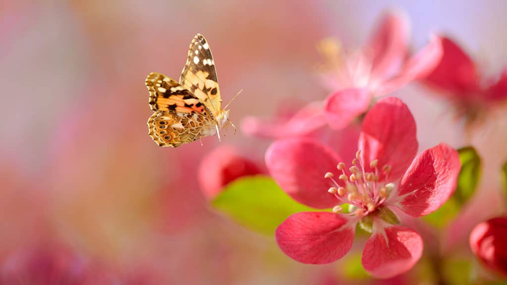 Client Reviews of Connie Cermak marketing consultant with butterfly on flower blossom