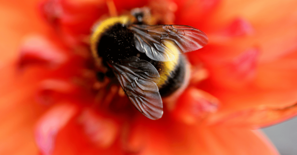 Bee on red flower representing meme trends for 2025