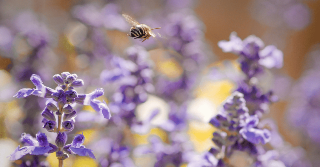 bee on flower representing social nectar blog logo file types