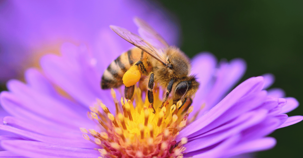 bee on flower representing seo relevance in 2024