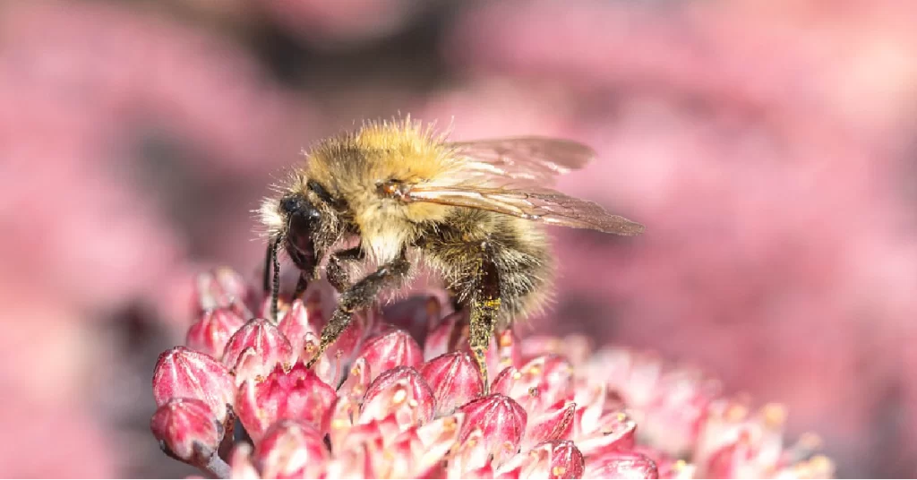 Bee on dahlia representing importance of keywords for website optimization