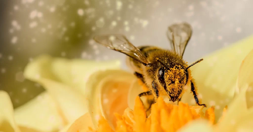 bee w pollen represents fixing stalled business growth by social nectar marketing strategy