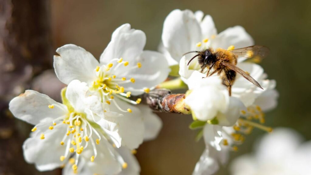 a bee on a flower representing How Search has changed from keywords to mindset