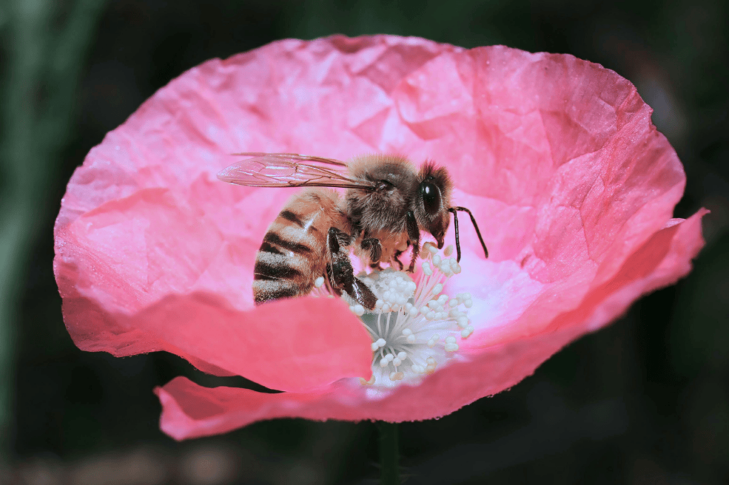 connie cermak social nectar marketing strategy