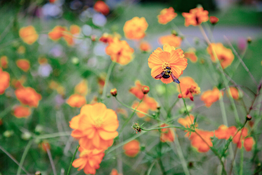 Bee feeding from orange flowers