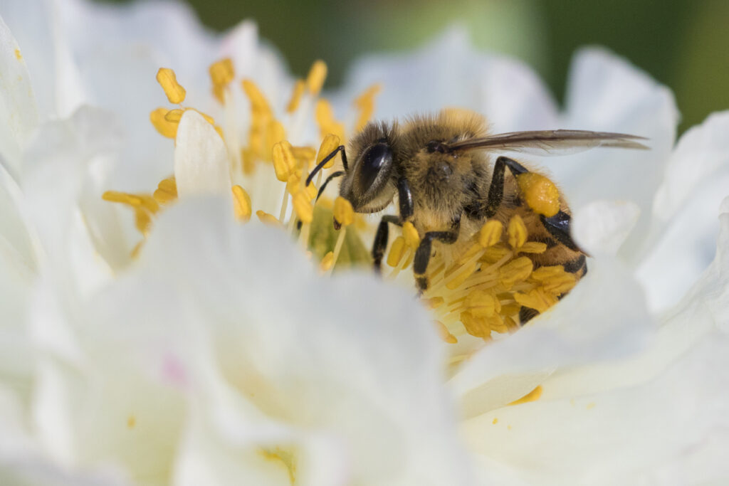 honey bees in poppy flower representing the latest buzz in digital marketing with connie cermak of social nectar