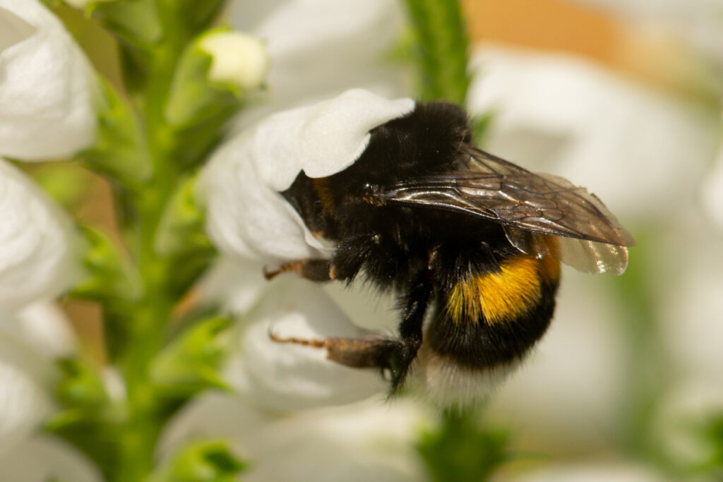 a bee that represents connie cermak's blog on social nectar about How to Claim Your Spot in the New AI Era