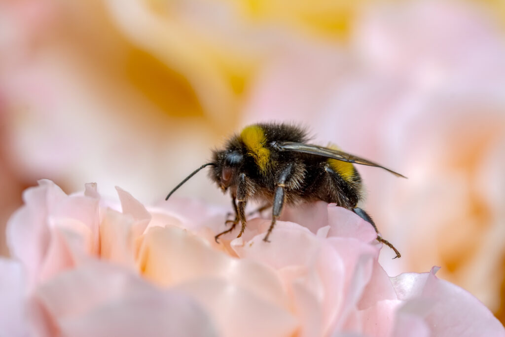 a bee representing connie cermaks blog Why Search Has Shifted from Keywords to Human Mindset